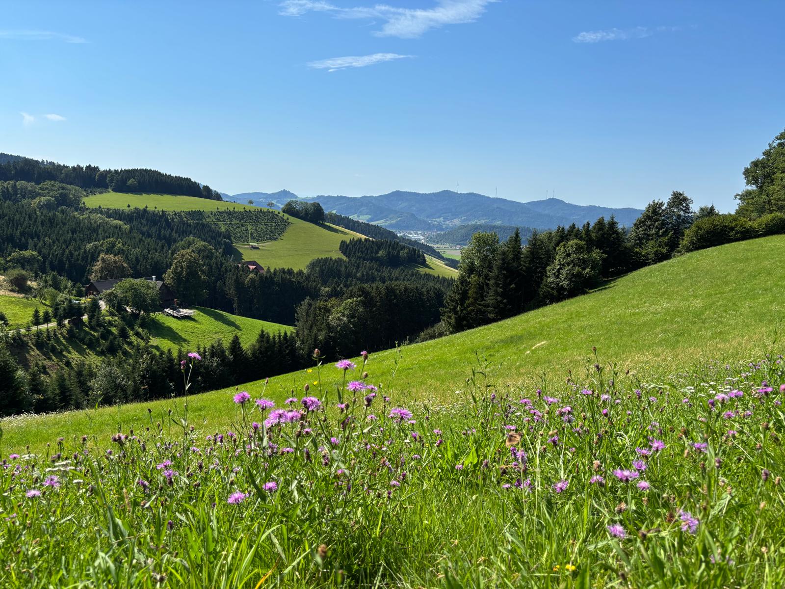 Blick über das Kinzigtal mit Blumenwiese